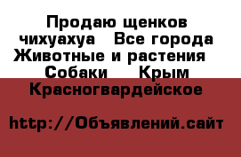 Продаю щенков чихуахуа - Все города Животные и растения » Собаки   . Крым,Красногвардейское